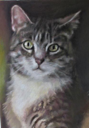 Katzenportrait, Pastell auf Papier 42x60 cm